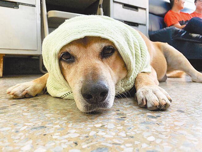 米克斯犬「小黄」在保四总队陪伴员警14年，队部员警集资送牠最后一程。（警方提供／孙英哲彰化传真）