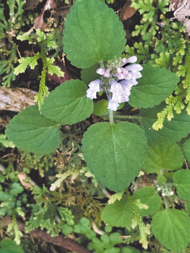 韓信草又名半支蓮。（梁寒衣攝）