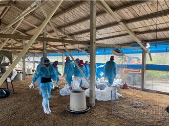 禽流感蠢蠢欲動 雲林今年首樁案件撲殺近2萬隻土雞