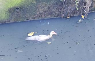 紅臉番鴨受困汙水大排 「全身髒汙吐黑泥」獲新北動保員成功救援