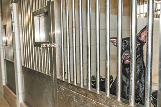 回置17浪犬挨轟 竹縣動保所駁棄養