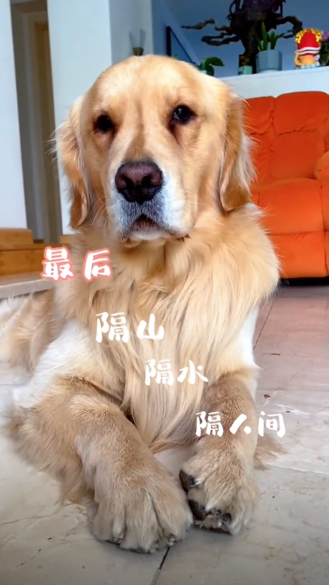 周海媚的爱犬被指憔悴、衰老。（图／抖音@金毛周六六）