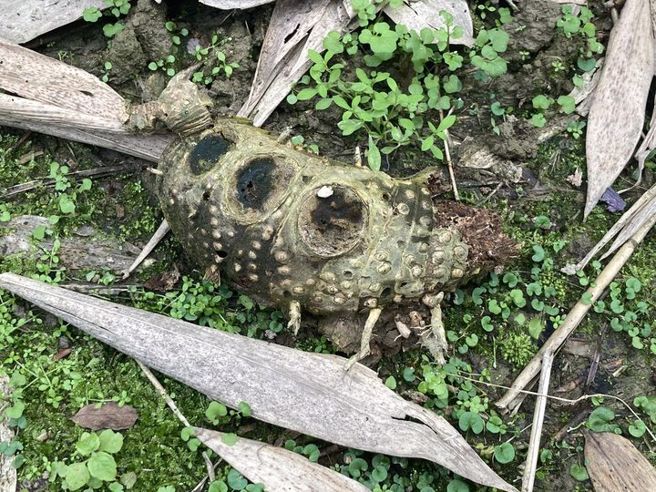 一名網友在路邊發現了縮小版的「王蟲」。（圖／網友授權提供）