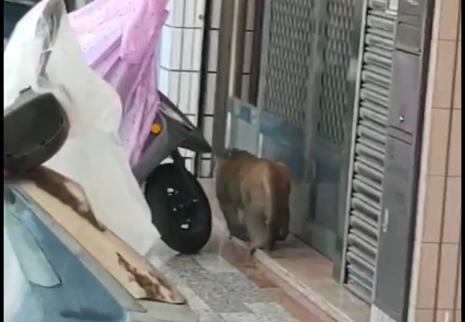 網友在高雄街頭遇到胖獼猴在逛大街。（翻攝爆料公社）