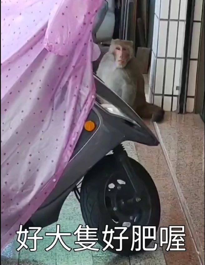 網友在後面拍攝尾隨，才說到牠好肥，就被惱怒猴追著跑。 （翻攝爆料公社）