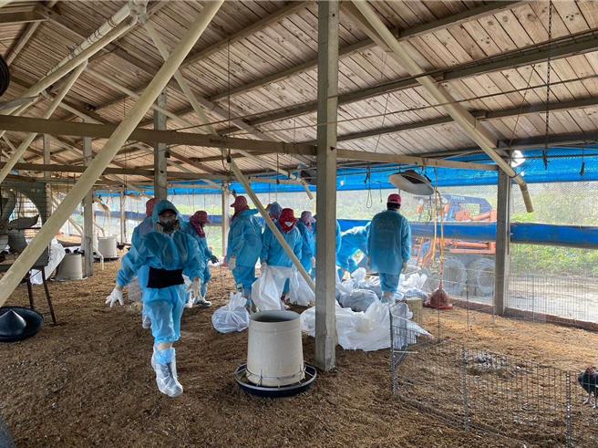 雲林縣東勢鄉1場土雞場今（5日）確診H5N1亞型高病原性禽流感，雲林縣動植物防疫所前往撲殺1萬8112隻黑羽土雞與皇金雞。（雲林縣政府提供）
