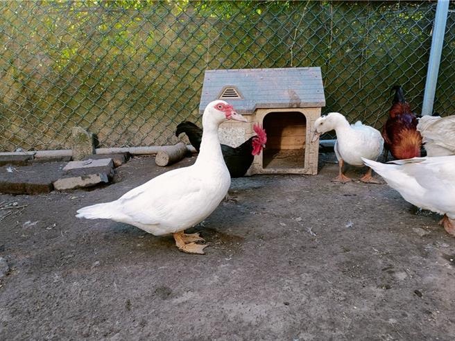 紅面番鴨已恢復昔日豐腴體態，羽毛白亮光彩。（新北市動保處提供）