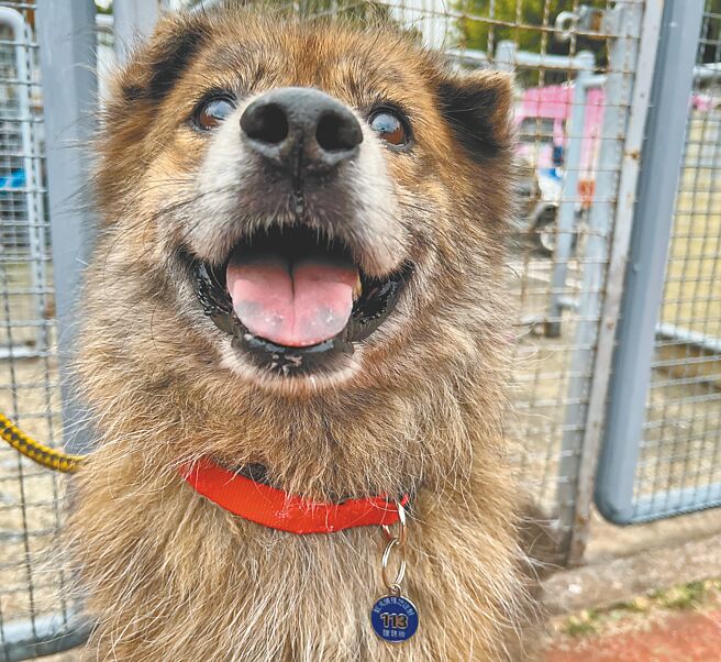 板橋動物之家的「大虎」配戴2024年度頸牌，提升不少時尚感。（新北市動保處提供／王揚傑新北傳真）