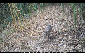 南投中寮山区建置光电系统积蓄水源 改善石虎缺水困境