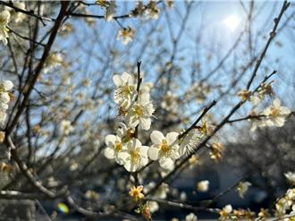 寒冬賞梅花祕境！桃園角板山296棵盛開 「白色浪漫」迎新春
