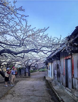 南投信義外坪頂梅花滿開  望高茶園山櫻接力綻放