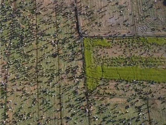 彰化縣芬園鄉農會6日上午9點舉辦親子拔蘿蔔活動，逾千民眾約7分鐘就將3甲地的蘿蔔田拔光光。（民眾提供／孫英哲彰化傳真）