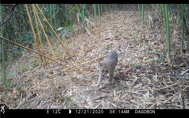 中寮乡永福社区在农村水保署辅导下利用光电系统抽取野溪溪水，维持田边蓄水池终年有水，提供附近石虎等小动物稳定水源。（农村水保署提供／杨静茹南投传真）