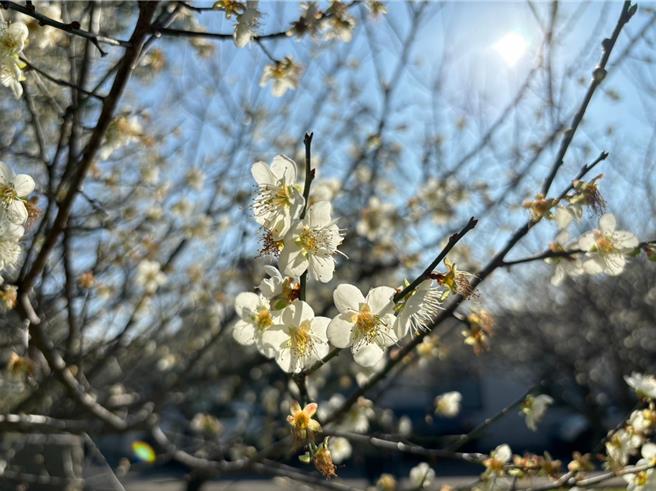 桃园市2024角板山梅花季6日正式开幕，邀民眾前来赏花。（观旅局提供／蔡明亘桃园传真）