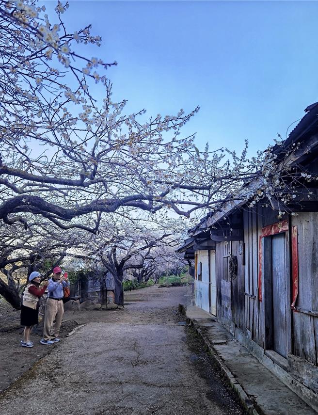信義鄉外坪頂的梅花怒放，加上古樸的蔡家古厝，每年總是吸引大批遊客駐足取景，成為拍網美照熱點。（民眾提供／楊靜茹南投傳真）