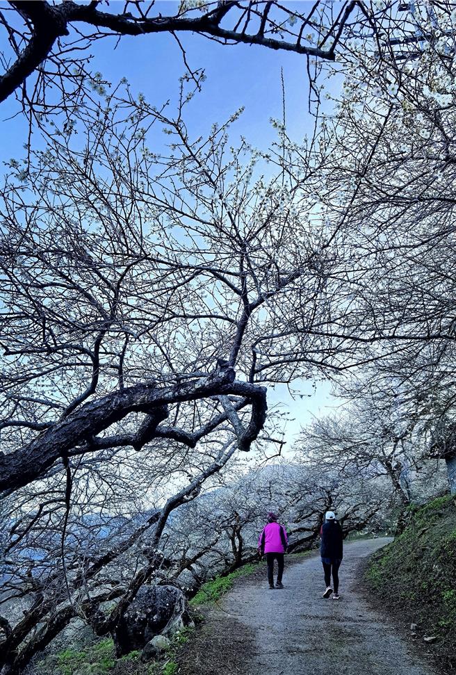 遊客穿梭在信義鄉外坪頂的梅園樹下尋幽訪勝，不僅花香撲鼻，梅樹枝幹蒼勁有力也令人著迷。（民眾提供／楊靜茹南投傳真）