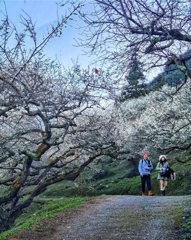 信義鄉外坪頂賞梅區花花況達到高峰，清雅香氣隨風飄散，吸引遊客上山賞花拍照。（民眾提供／楊靜茹南投傳真）