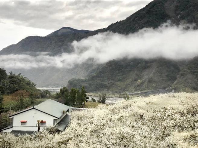 信義鄉梅子夢工廠後方梅園滿開美不勝收，隨著溪谷風吹佛，陣陣梅花香撲鼻。（民眾提供／楊靜茹南投傳真）