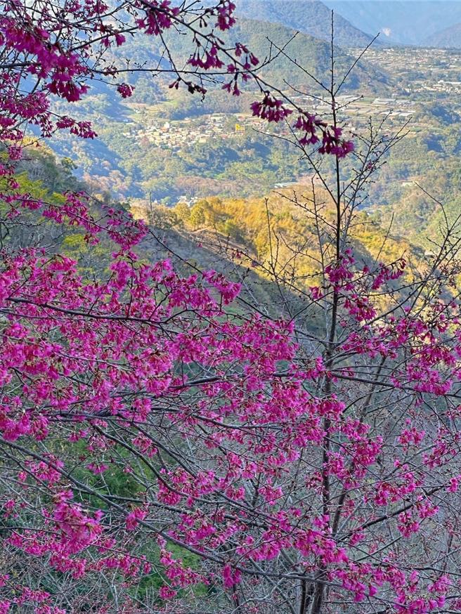 信義鄉新中橫公路上的望高茶園園區櫻花花況約3成，預計元月下旬盛開。（望高茶園提供／楊靜茹南投傳真）
