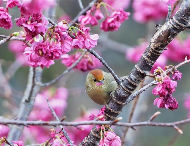 玉山國家公園也推薦遊客即日起至3月造訪塔塔加東埔地區，此時繁花爭豔，尋蜜吃蟲的鳥兒絡繹不絕。（玉山國家公園提供／楊靜茹南投傳真）