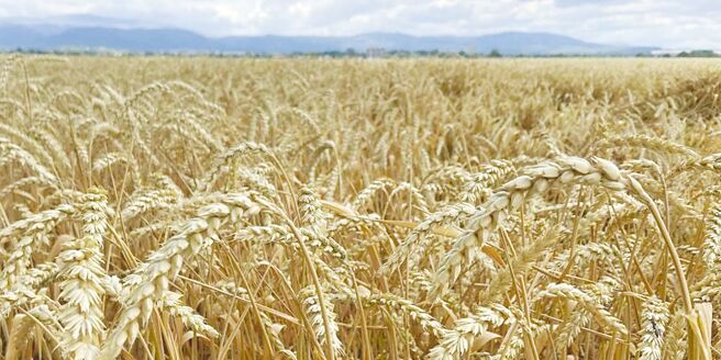 聯合國最新報告顯示，全球糧食價格持續下降，2023年12月全球糧價指數月減1.5％，全年糧價更大跌將近14％。圖／美聯社