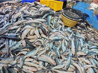 寒風巨浪補「烏金」！彰化漁民捕獲萬尾烏魚 價值逾3百萬