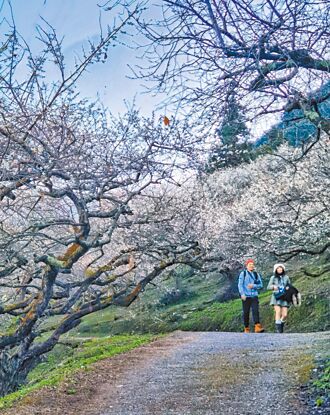 南投信義鄉、桃園角板山、台南梅嶺 梅花爭妍