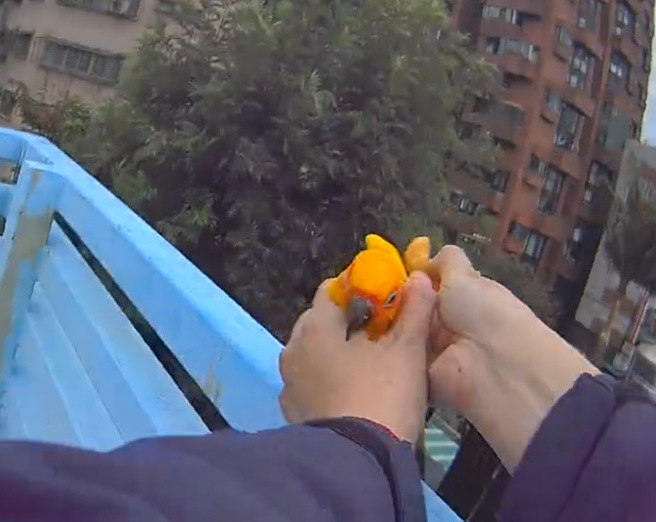 鹦鹉抵不住食物诱惑，女警最终成功诱捕鹦鹉，将其物归原主。（图 / 刘咏韵翻摄）