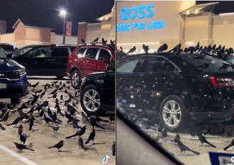 天有異象？停車場遭「百隻黑鳥」包圍 駕駛：按喇叭也無動於衷