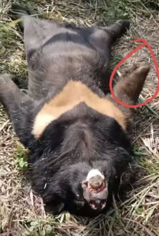 黑熊攀爬高压电塔触电摔落，导致全村大停电，熊掌有电烧的痕迹。（图／翻摄微博）