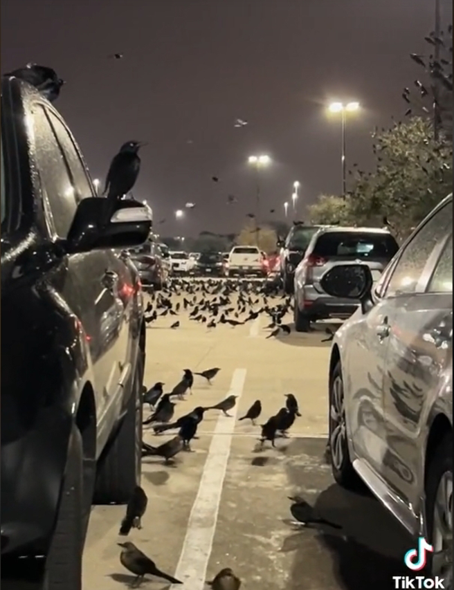 德州一处卖场停车场，出现百只不怕人的黑鸟。（图／翻摄TikTok@alanm1969）