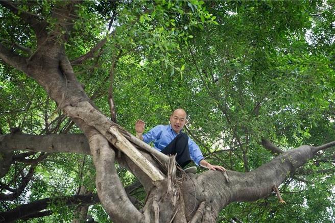 昨日为黄金星期天，国民党在高雄梦时代广场进行造势时，站台的韩国瑜提到「民进党都在笑他爬树，但后来发现，蚊子都在树上的洞产卵，而现在登革热又开始了」表示自己治理登革热有感。（本报资料照）