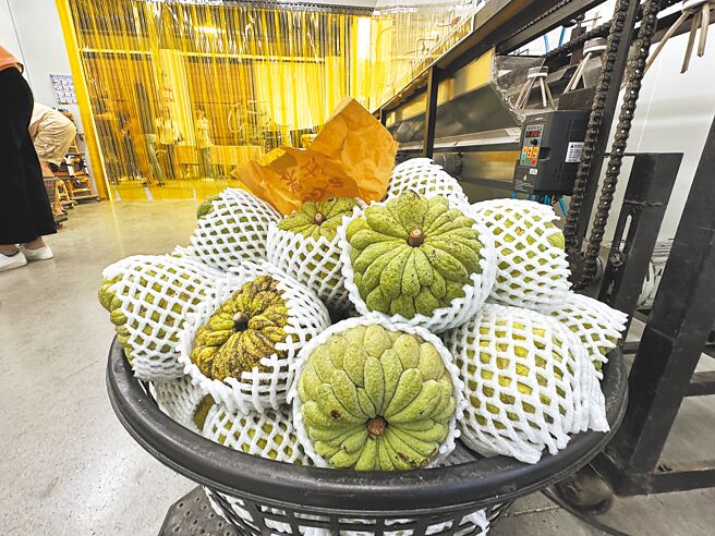 台東鳳梨釋迦今年產量減少，但穩定輸出，農民期待外銷帶動內銷買氣，安心過個好年。（蔡旻妤攝）