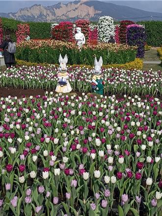 中社花市30萬株「魔幻之花」綻放 花季最高峰在此時