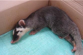 花莲校园受伤鼬獾验出狂犬病毒 县府扩大犬猫疫苗施打