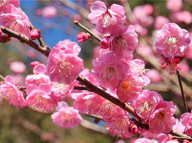 武陵农场迎来一场美丽的盛宴－梅花仙境，将农场点缀的如诗如画。（武陵农场提供）