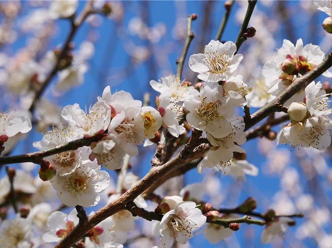 武陵农场迎来一场美丽的盛宴－梅花仙境，将农场点缀的如诗如画。（武陵农场提供）