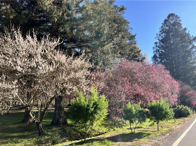 武陵农场迎来一场美丽的盛宴－梅花仙境，将农场点缀的如诗如画。（武陵农场提供）