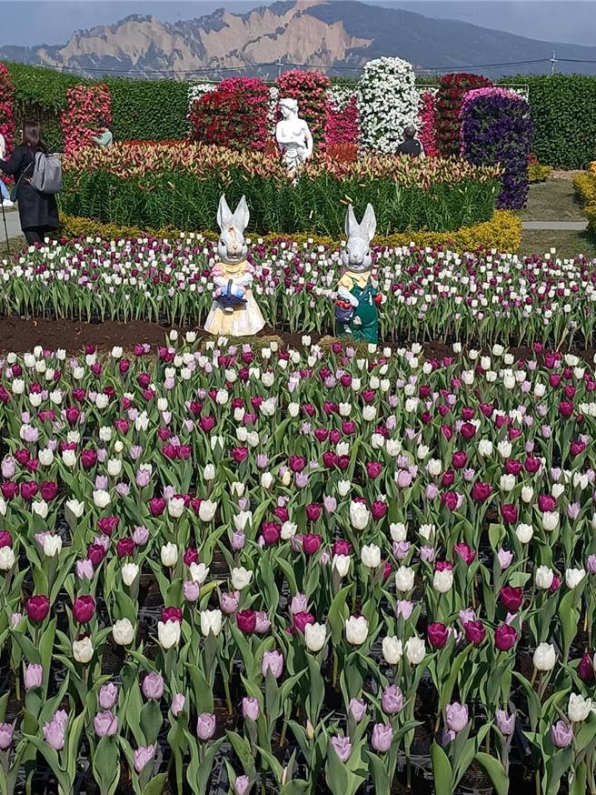 后里中社觀光花市鬱金香花季登場，今年引進60個品種，高達30萬株的鬱金香，即日起將輪番綻放在園區。（陳淑娥攝）