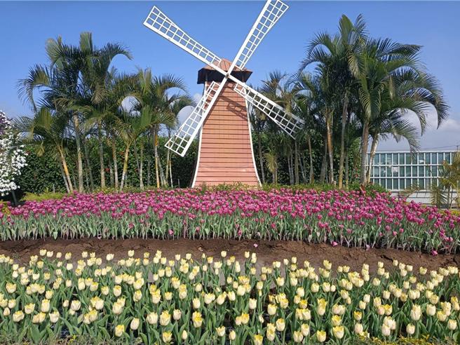 后里中社觀光花市鬱金香花季登場，今年引進60個品種，高達30萬株的鬱金香，即日起將輪番綻放在園區。（陳淑娥攝）