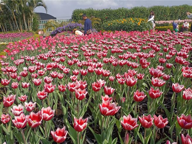 后里中社觀光花市鬱金香花季登場，今年引進60個品種，高達30萬株的鬱金香，即日起將輪番綻放在園區。（陳淑娥攝）
