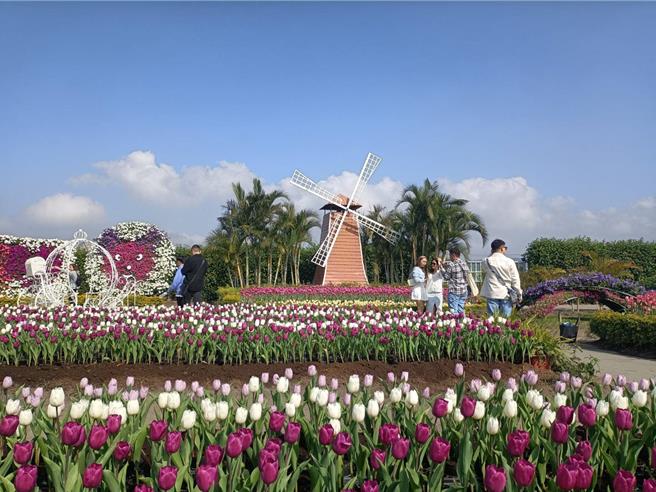 后里中社觀光花市鬱金香花季登場，今年引進60個品種，高達30萬株的鬱金香，即日起將輪番綻放在園區。（陳淑娥攝）