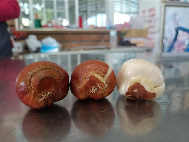 由於台灣比較熱，必須手動將鬱金香種球硬膜剝掉，讓鬱金香能順利在時間內開花。（陳淑娥攝）