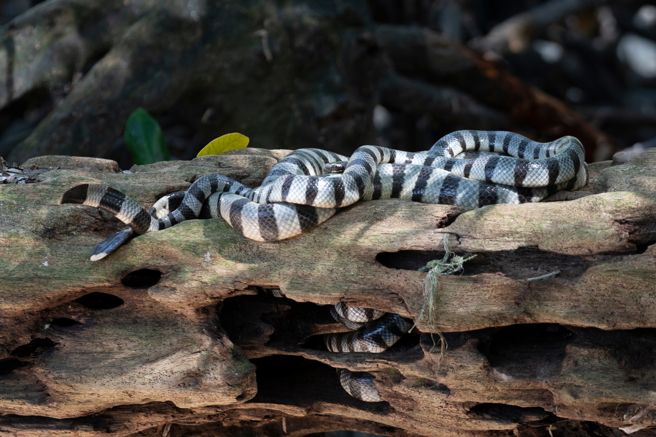 澳洲一名女子与家人到小岛度假，在海边捡起一条蛇合影，事后惊觉自己与死神擦身而过。(示意图/达志影像)