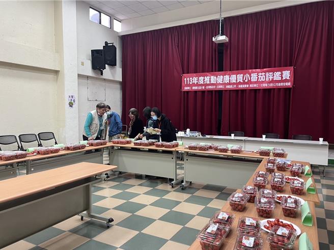 苗栗縣後龍鎮農9日舉辦小蕃茄評鑑比賽。（後龍鎮農提供／謝明俊苗栗傳真）