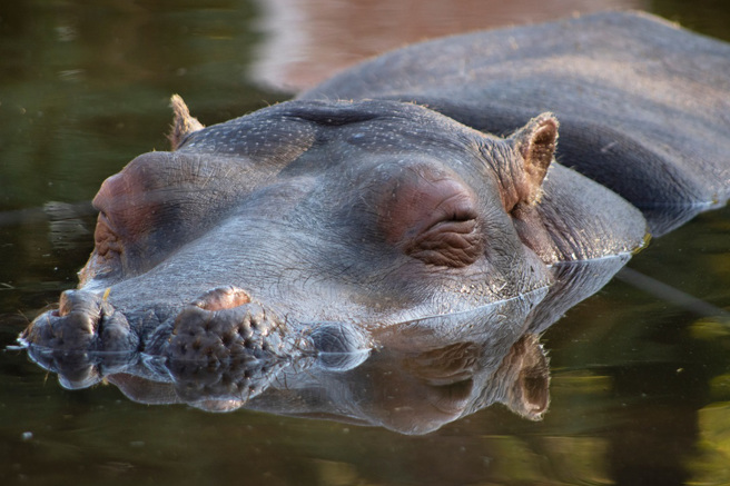 坦尚尼亞一隻鬣狗誤把休息中的河馬當成屍體，準備過去享用大餐，卻反被追逐攻擊。(示意圖/達志影像)