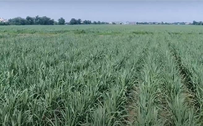 台糖去年12月拿出台南柳營2公頃甘蔗田，參與國際土壤碳匯「小農種碳」專案，預計等明年有機質檢測數據出來後，再來評估成效決定是否把手上1萬公頃甘蔗田投入碳匯申請。(台糖提供)