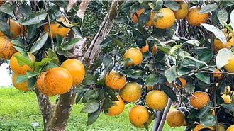 猴群肆虐果園「內用兼外帶」 台東成功桶柑產量銳減