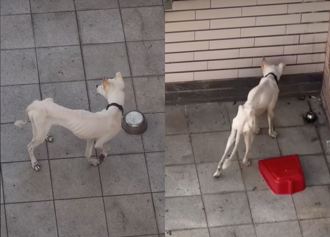 「骨瘦如柴」小狗養頂樓陽台 飼主遭疑虐狗！網曝3種可能狀況