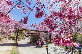 司馬庫斯櫻花祭 交通管制內容看這裡